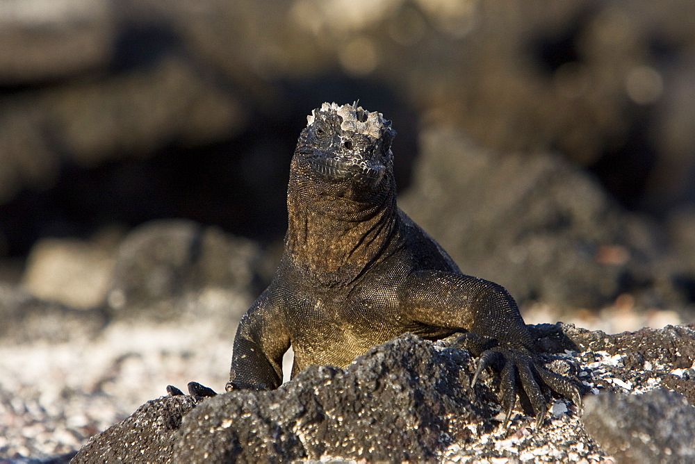 The endemic Galapagos marine iguana (Amblyrhynchus cristatus) in the Galapagos Island Archipelago, Ecuador