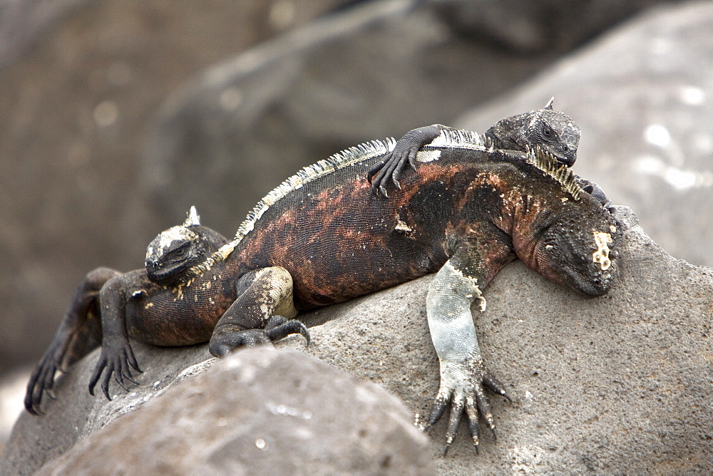 The endemic Galapagos marine iguana (Amblyrhynchus cristatus) in the Galapagos Island Archipelago, Ecuador