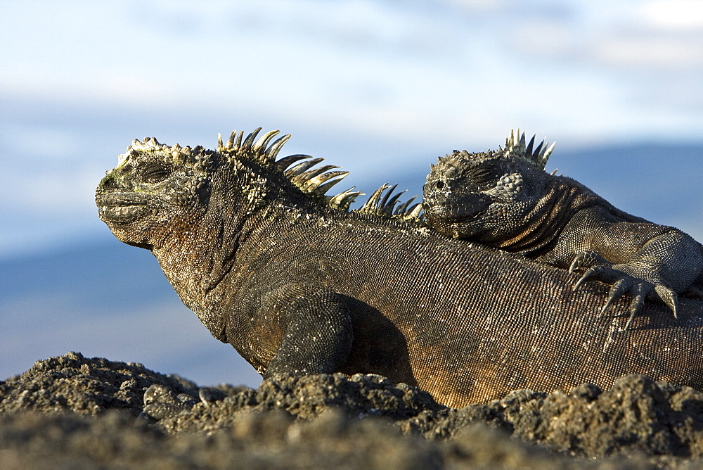 The endemic Galapagos marine iguana (Amblyrhynchus cristatus) in the Galapagos Island Archipelago, Ecuador