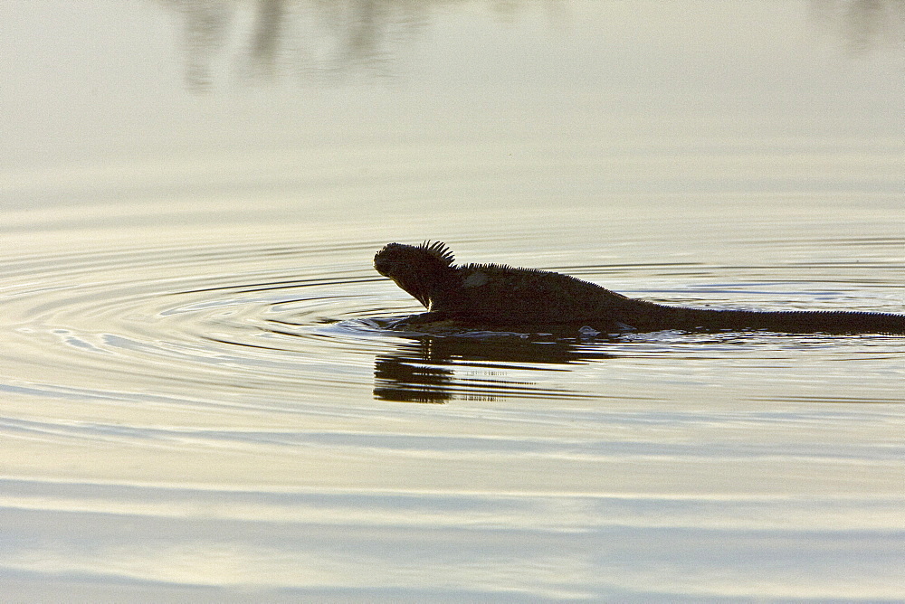 Early morning light reflected on a brackish lagoon near Cerro Dragon (Dragon Hill) on Santa Cruz Island