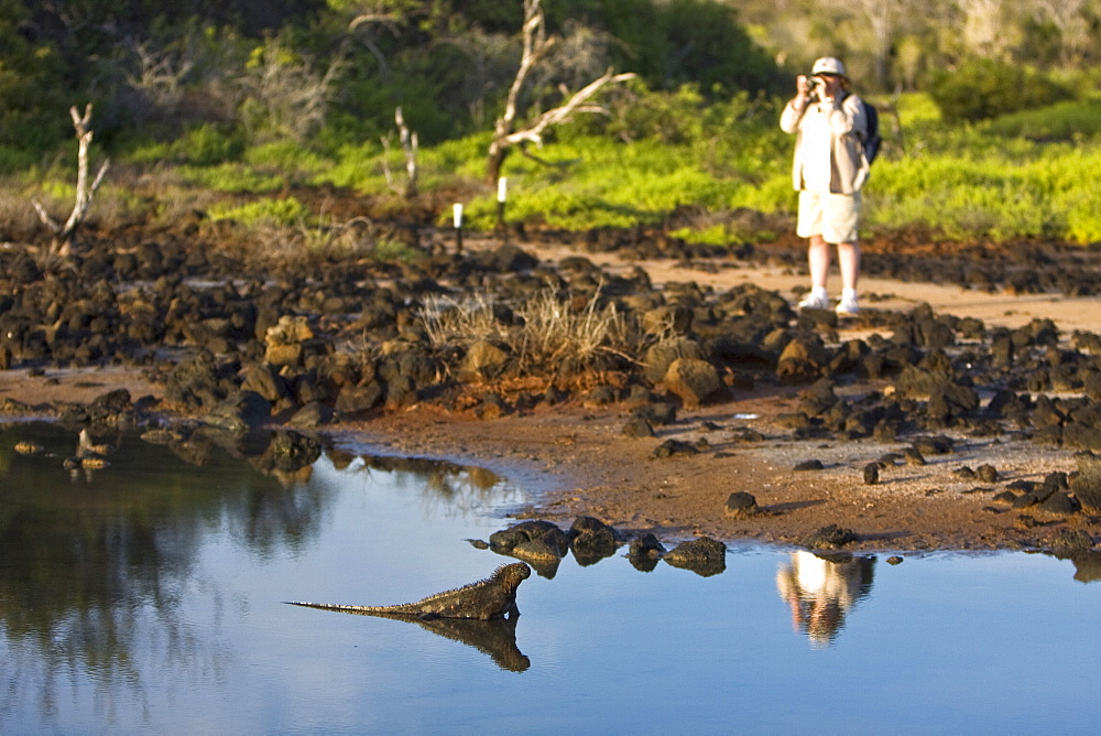 Early morning light reflected on tourist and iguana near a brackish lagoon near Cerro Dragon (Dragon Hill) on Santa Cruz Island