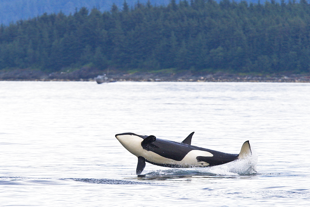 A gathering of several Orca (Orcinus orca) pods in Chatham Strait, Southeast Alaska, USA. Pacific Ocean