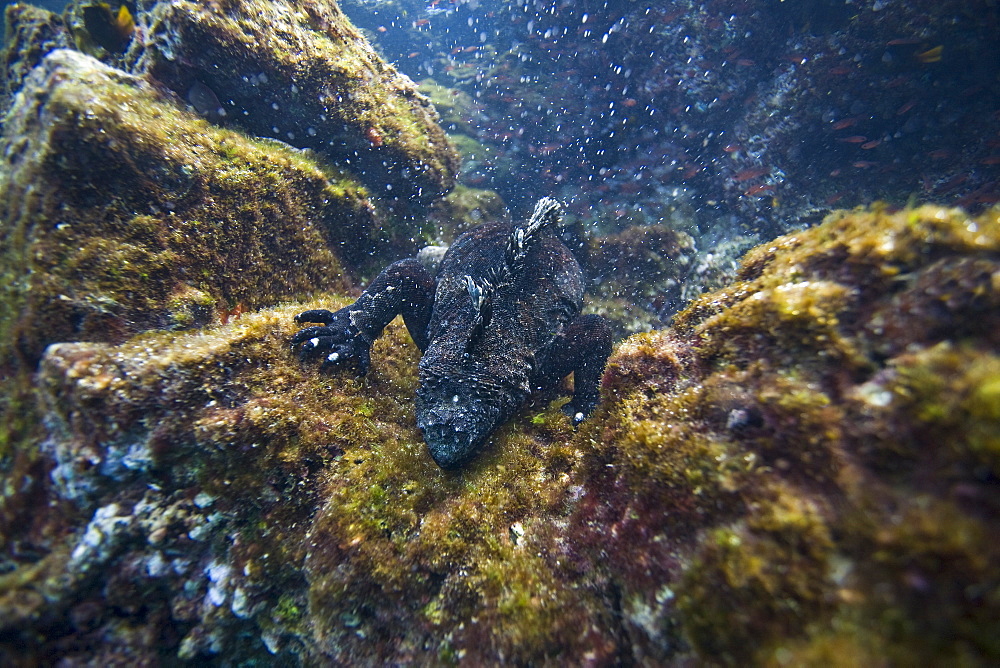 The endemic Galapagos marine iguana (Amblyrhynchus cristatus) foraging for algae underwater in the Galapagos Island Archipeligo, Ecuador