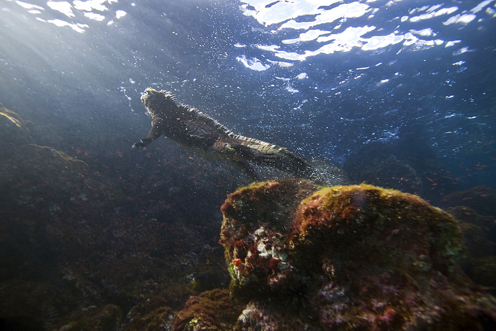 The endemic Galapagos marine iguana (Amblyrhynchus cristatus) foraging for algae underwater in the Galapagos Island Archipeligo, Ecuador