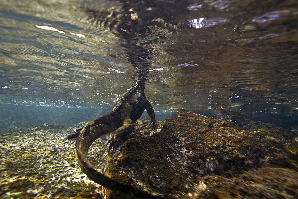 The endemic Galapagos marine iguana (Amblyrhynchus cristatus) foraging for algae underwater in the Galapagos Island Archipeligo, Ecuador