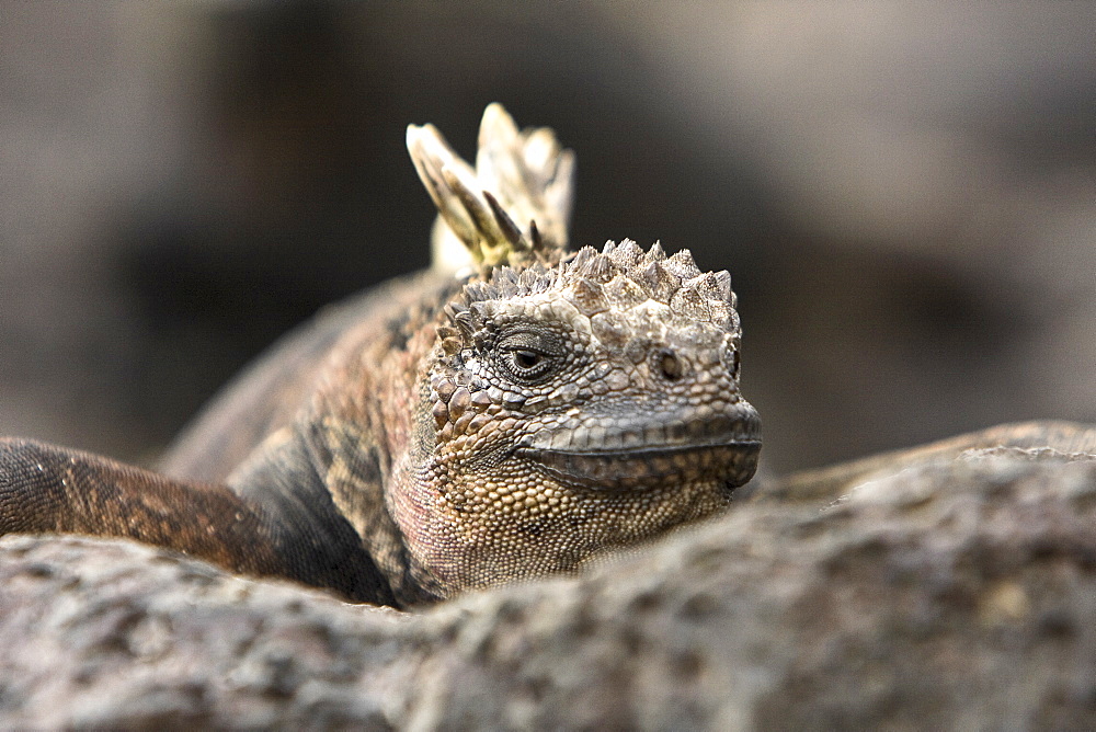 Close-up photo of the endemic Galapagos marine iguana (Amblyrhynchus cristatus) in the Galapagos Island Archipeligo, Ecuador