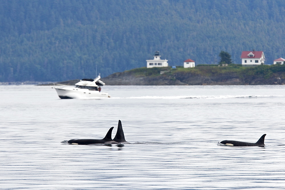 Private boat near a gathering of several Orca (Orcinus orca) pods in Chatham Strait, Southeast Alaska, USA. Pacific Ocean