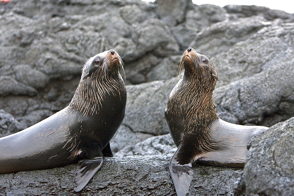 Adult male Galapagos fur seals (Arctocephalus galapagoensis) mock-fighting on lava flow of Santiago Island in the Galapagos Island Archipelago, Ecuador