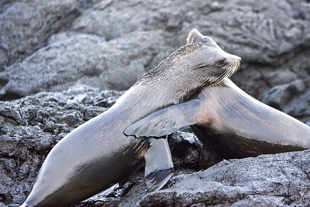 Adult male Galapagos fur seals (Arctocephalus galapagoensis) mock-fighting on lava flow of Santiago Island in the Galapagos Island Archipelago, Ecuador