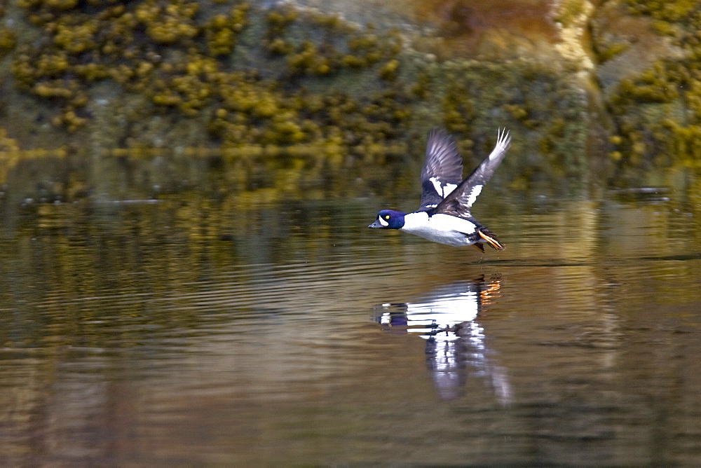 Adult male Barrow's Goldeneye (Bucephala islandica) in full breeding plumage in the calm waters of Red Bluff Bay, Southeastern Alaska, USA