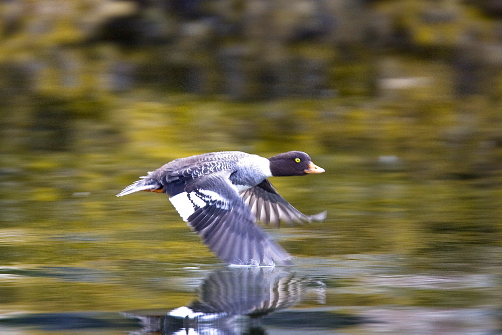 Adult female Barrow's Goldeneye (Bucephala islandica) in full breeding plumage in the calm waters of Red Bluff Bay, Southeastern Alaska, USA