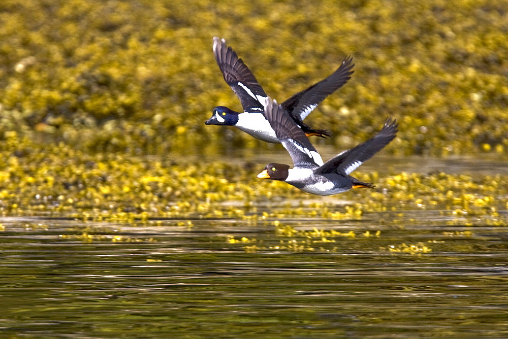 A pair of adult Barrow's Goldeneye (Bucephala islandica) in full breeding plumage in the calm waters of Red Bluff Bay, Southeastern Alaska, USA