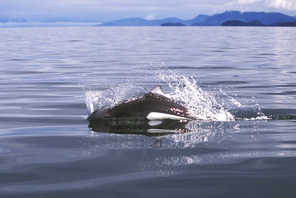 Adult Dall's Porpoise (Phocoenoides dalli) surfacing with characteristic "rooster tail" splash in Icy Strait, Southeast Alaska, USA. Pacific Ocean.
(Restricted Resolution - pls contact us)