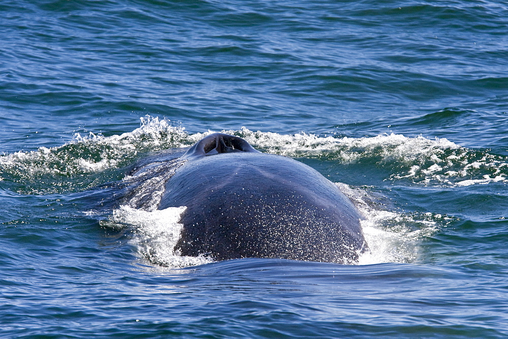 Adult fin whale (Balaenoptera physalus) surfacing near Isla Carmen in the lower Gulf of California (Sea of Cortez), Mexico