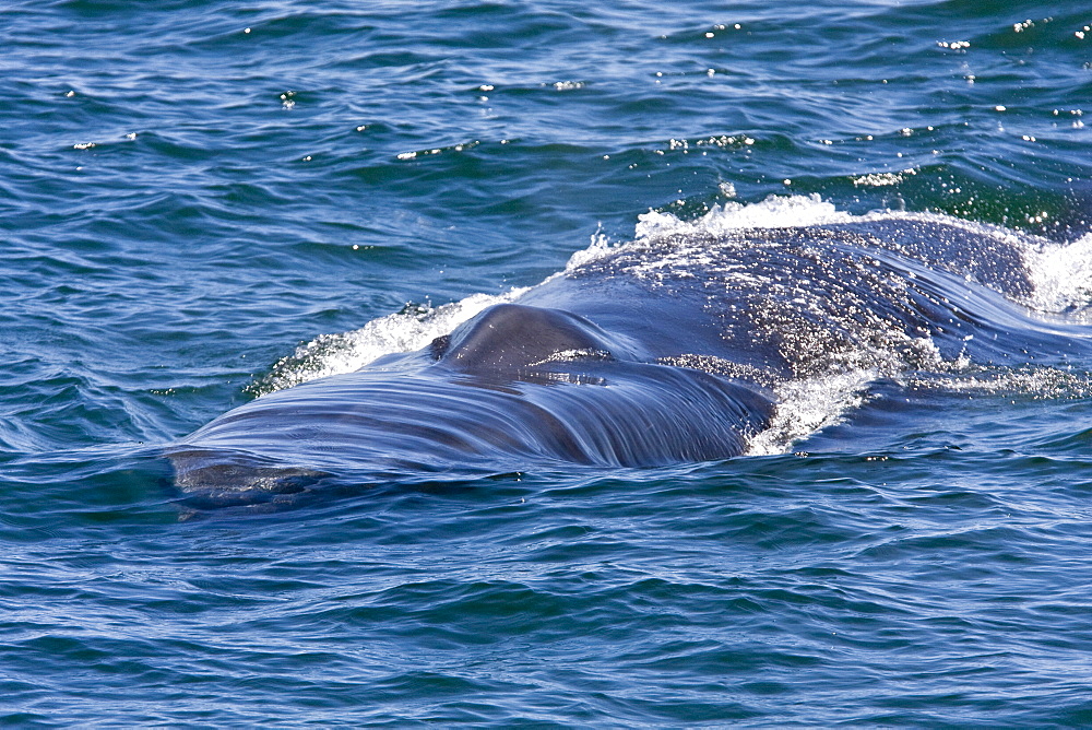 Adult fin whale (Balaenoptera physalus) surfacing near Isla Carmen in the lower Gulf of California (Sea of Cortez), Mexico