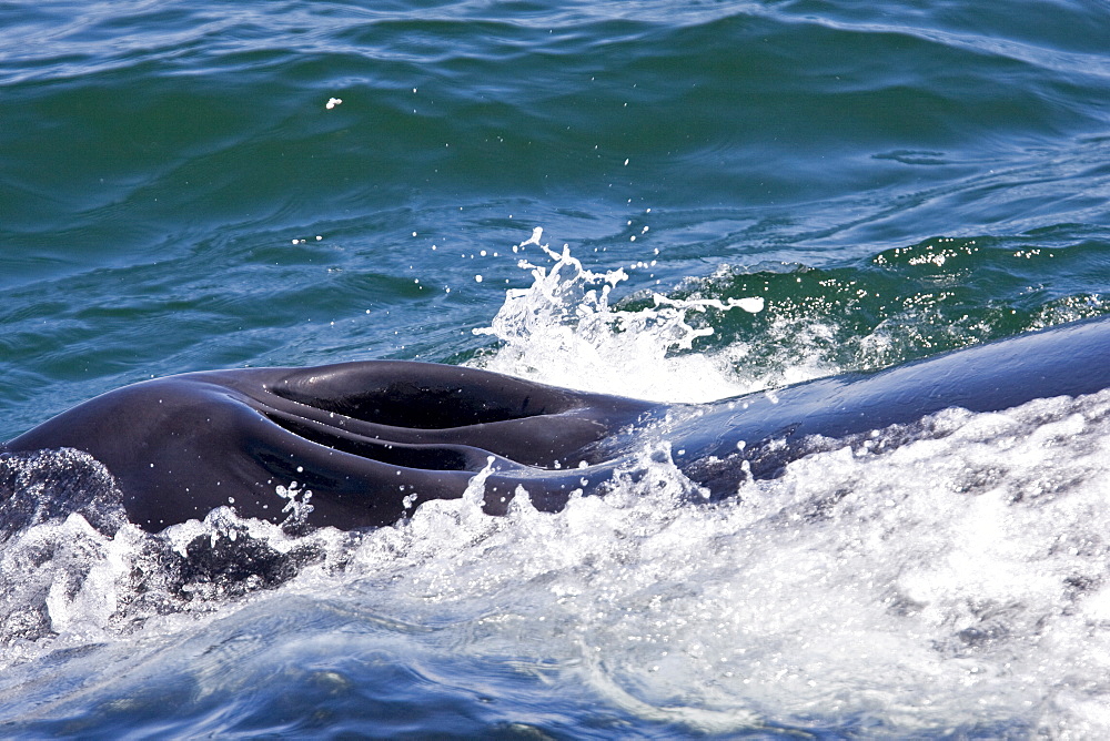 Adult fin whale (Balaenoptera physalus) surfacing near Isla Carmen in the lower Gulf of California (Sea of Cortez), Mexico