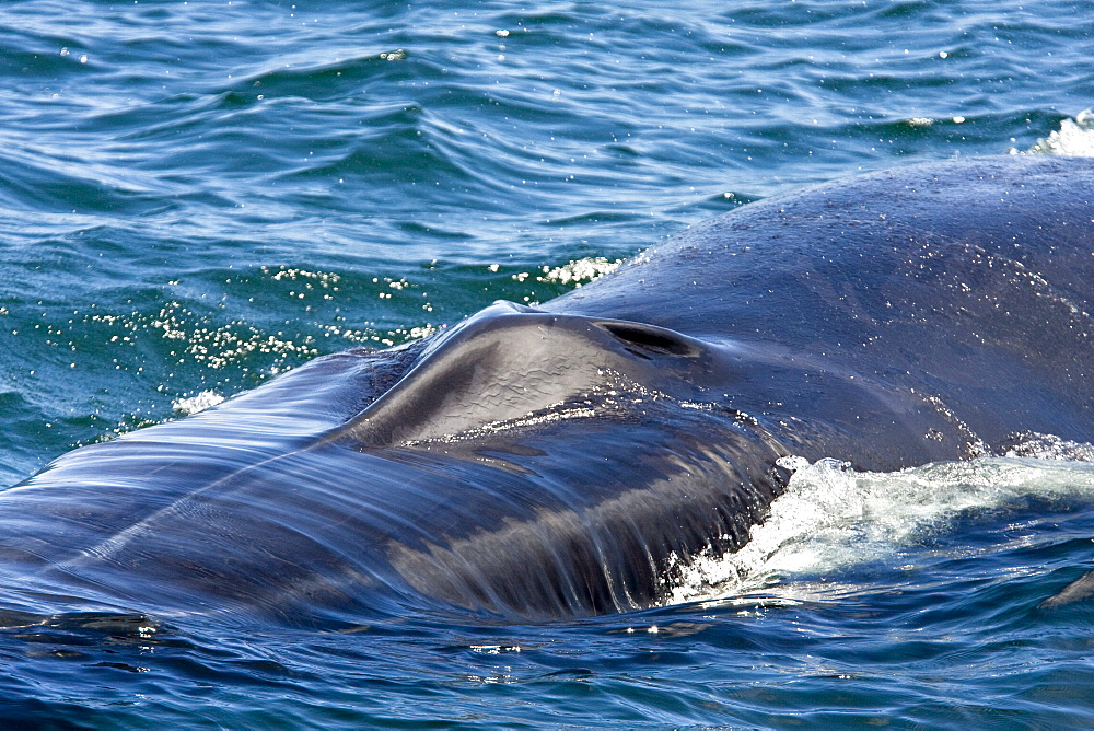 Adult fin whale (Balaenoptera physalus) surfacing near Isla Carmen in the lower Gulf of California (Sea of Cortez), Mexico