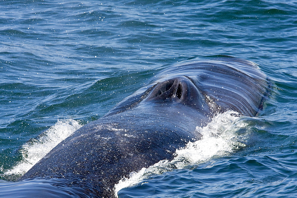 Adult fin whale (Balaenoptera physalus) surfacing near Isla Carmen in the lower Gulf of California (Sea of Cortez), Mexico