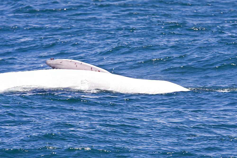 Adult fin whale (Balaenoptera physalus) surfacing near Isla Carmen in the lower Gulf of California (Sea of Cortez), Mexico