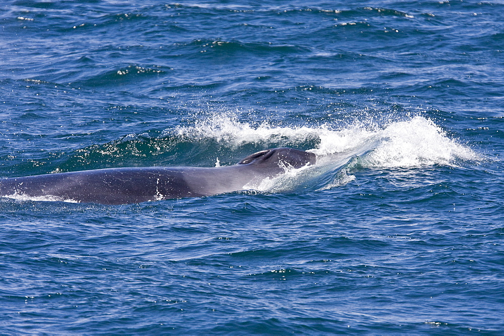 Adult fin whale (Balaenoptera physalus) surfacing near Isla Carmen in the lower Gulf of California (Sea of Cortez), Mexico