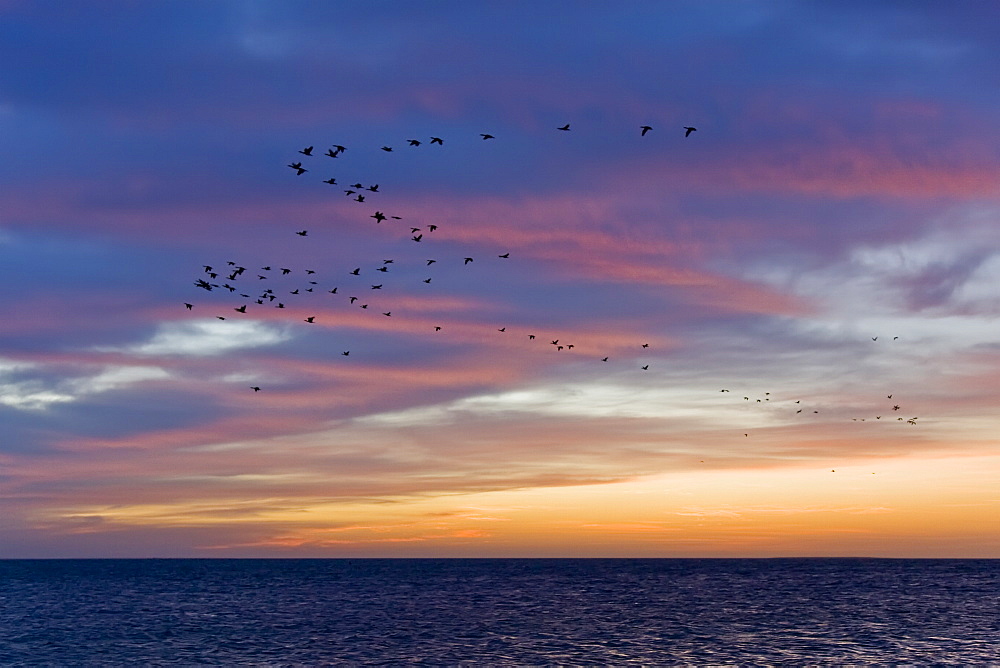 A flock of cormorants at sunrise in Bahia Magdalena on the Pacific side of the Baja Peninsula, Baja California Sur, Mexico.