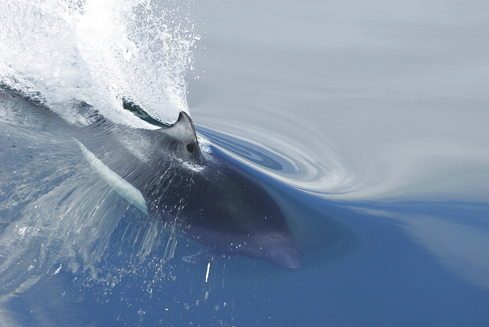 Adult Dall's Porpoise (Phocoenoides dalli) surfacing in Southeast Alaska, USA. Note: Dall's porpoise is one of the fastest cetaceans in the world!