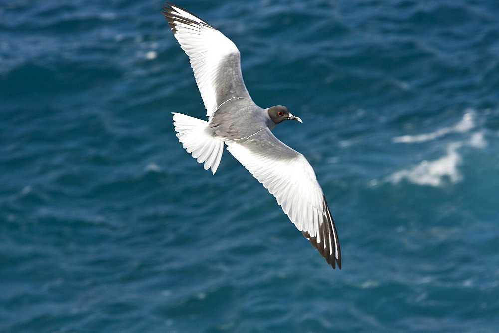 Adult Swallow-tailed gull (Creagrus furcatus) on Espanola Island in the Galapagos Island Archipelago, Ecuador