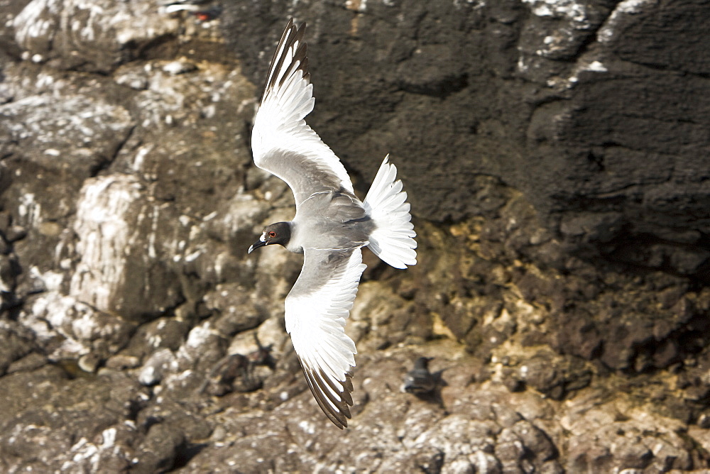 Adult Swallow-tailed gull (Creagrus furcatus) in flight on Espanola Island in the Galapagos Island Archipelago, Ecuador