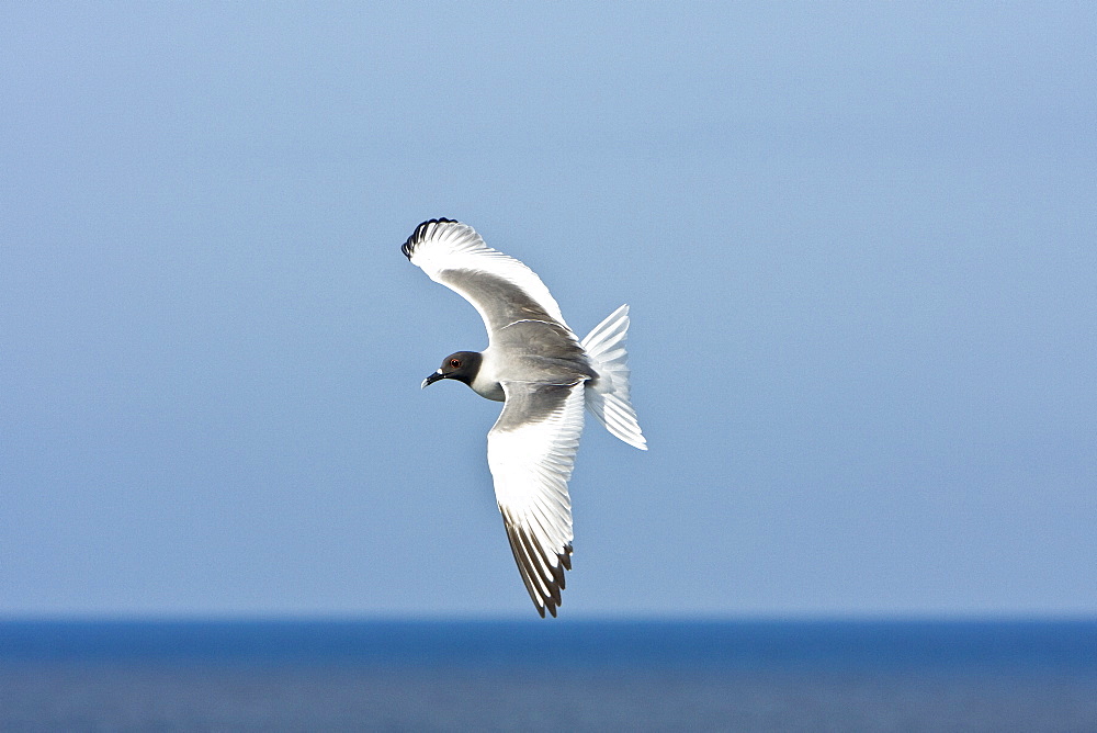 Adult Swallow-tailed gull (Creagrus furcatus) in flight on Espanola Island in the Galapagos Island Archipelago, Ecuador