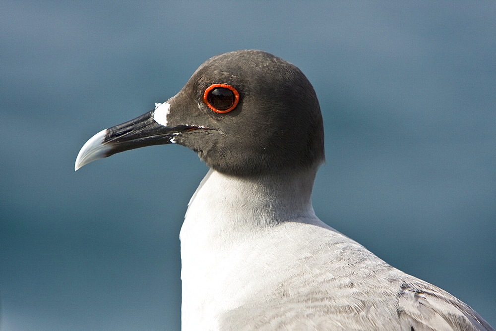 Adult Swallow-tailed gull (Creagrus furcatus) on Espanola Island in the Galapagos Island Archipelago, Ecuador