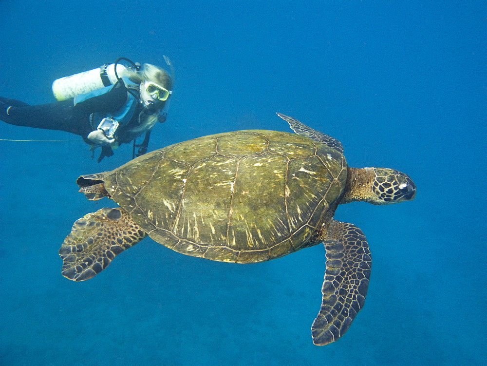 Adult green sea turtle (Chelonia mydas) in the protected marine sanctuary at Honolua Bay on the northwest side of the island of Maui, Hawaii, USA