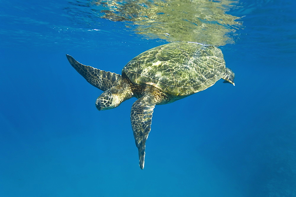 Adult green sea turtle (Chelonia mydas) in the protected marine sanctuary at Honolua Bay on the northwest side of the island of Maui, Hawaii, USA