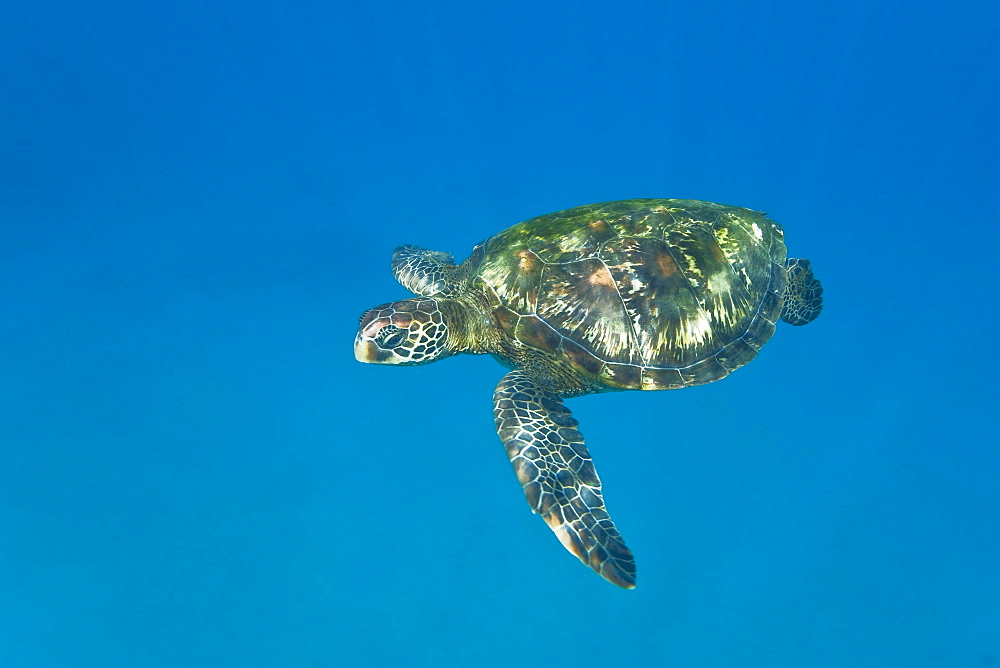 Adult green sea turtle (Chelonia mydas) in the protected marine sanctuary at Honolua Bay on the northwest side of the island of Maui, Hawaii, USA