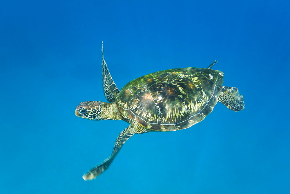 Adult green sea turtle (Chelonia mydas) in the protected marine sanctuary at Honolua Bay on the northwest side of the island of Maui, Hawaii, USA