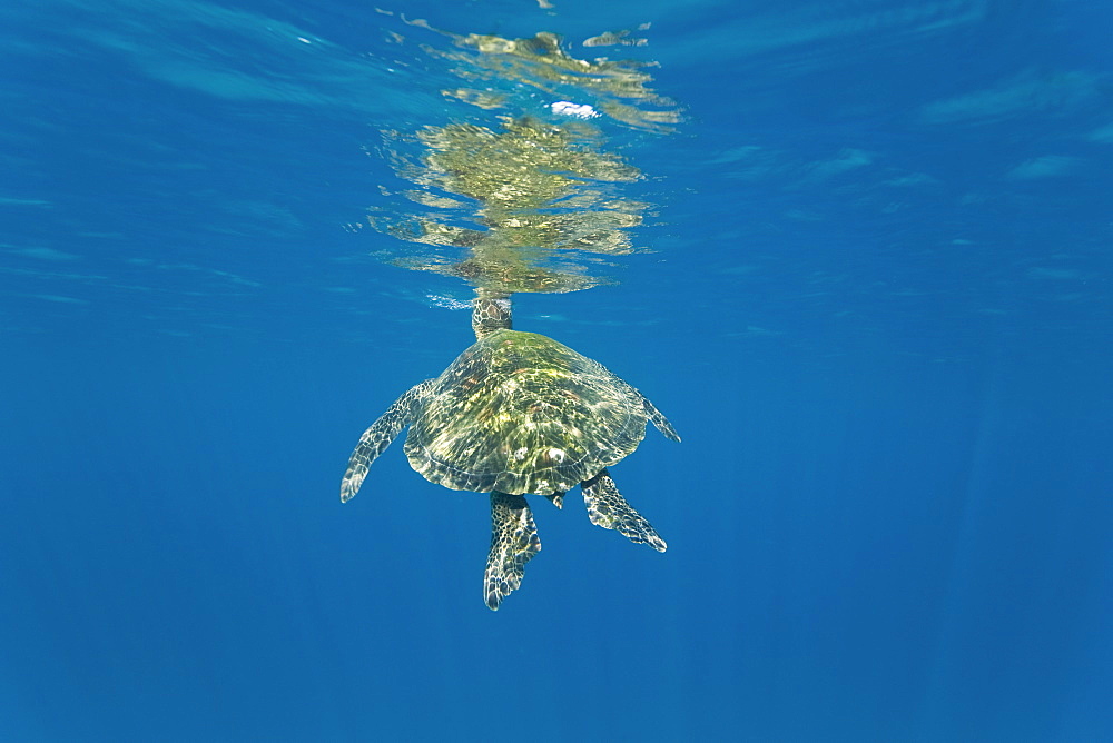 Adult green sea turtle (Chelonia mydas) in the protected marine sanctuary at Honolua Bay on the northwest side of the island of Maui, Hawaii, USA