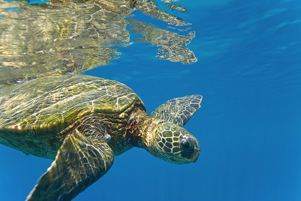 Adult green sea turtle (Chelonia mydas) in the protected marine sanctuary at Honolua Bay on the northwest side of the island of Maui, Hawaii, USA