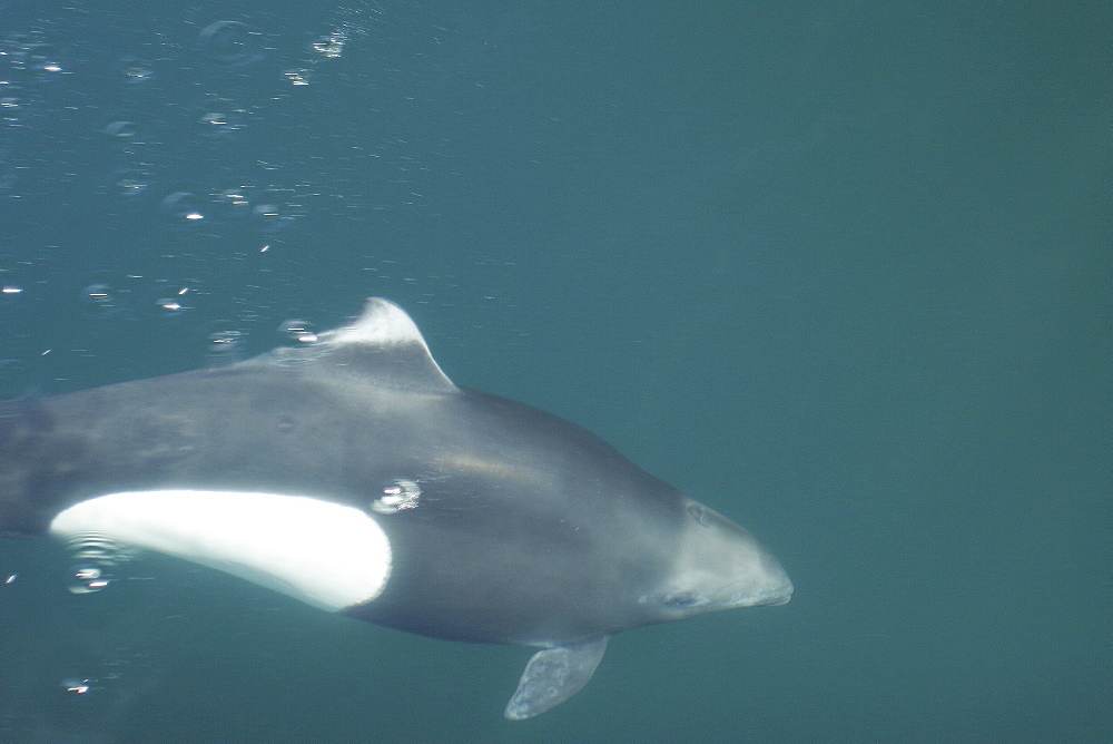 Adult Dall's Porpoise (Phocoenoides dalli) bow riding in Southeast Alaska, USA. Note: Dall's porpoise is one of the fastest cetaceans in the world!