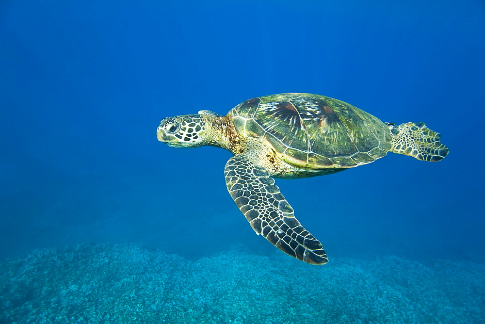 Adult green sea turtle (Chelonia mydas) in the protected marine sanctuary at Honolua Bay on the northwest side of the island of Maui, Hawaii, USA