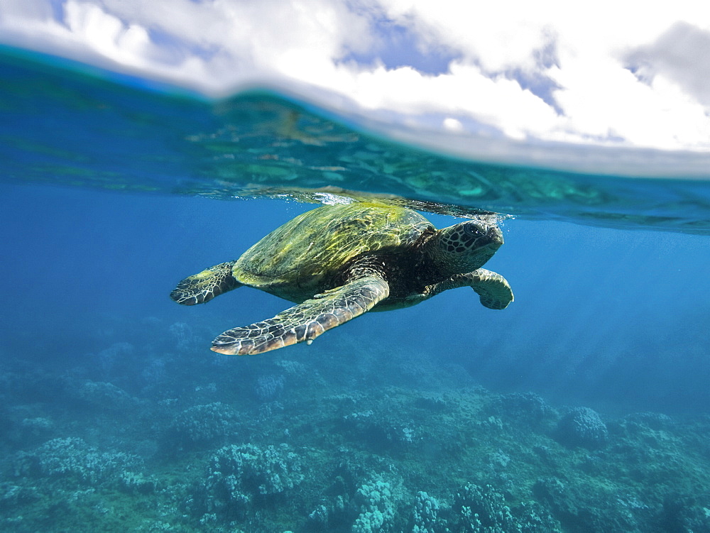 Adult green sea turtle (Chelonia mydas) in the protected marine sanctuary at Honolua Bay on the northwest side of the island of Maui, Hawaii, USA