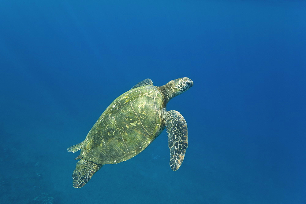 Adult green sea turtle (Chelonia mydas) in the protected marine sanctuary at Honolua Bay on the northwest side of the island of Maui, Hawaii, USA