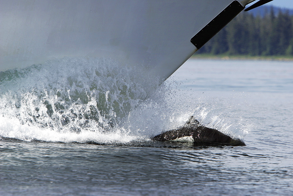 Adult Dall's Porpoise (Phocoenoides dalli) bow riding in Southeast Alaska, USA. Note: Dall's porpoise is one of the fastest cetaceans in the world!