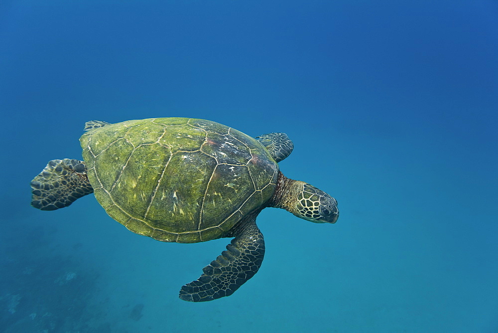 Adult green sea turtle (Chelonia mydas) in the protected marine sanctuary at Honolua Bay on the northwest side of the island of Maui, Hawaii, USA