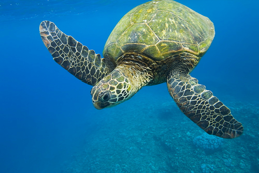 Adult green sea turtle (Chelonia mydas) in the protected marine sanctuary at Honolua Bay on the northwest side of the island of Maui, Hawaii, USA