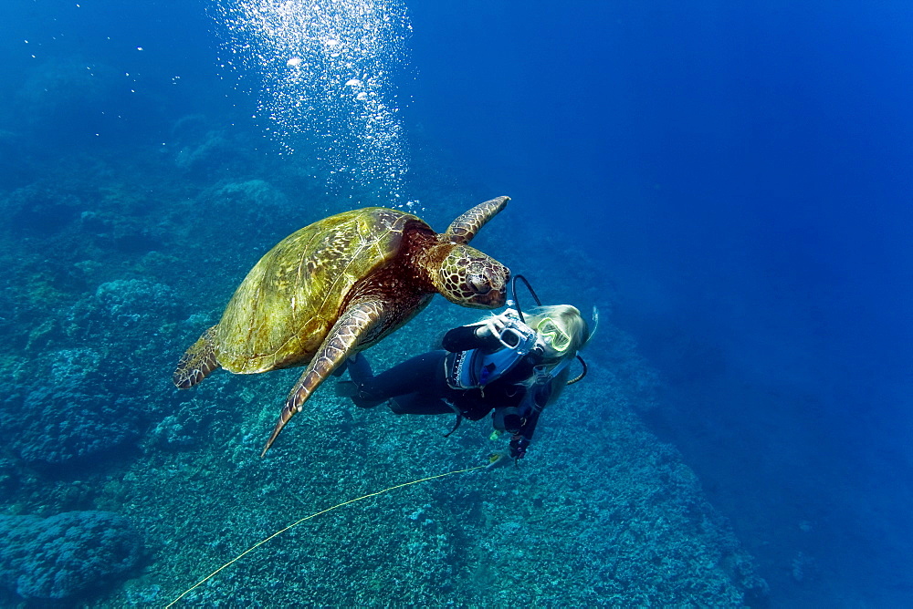 Adult green sea turtle (Chelonia mydas) in the protected marine sanctuary at Honolua Bay on the northwest side of the island of Maui, Hawaii, USA