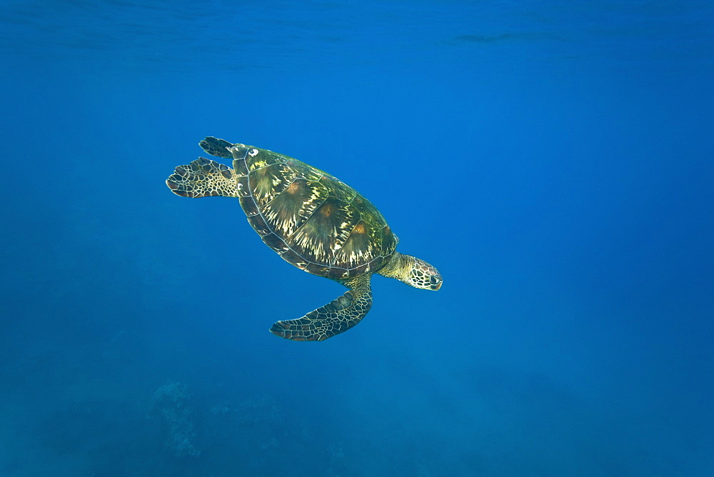 Adult green sea turtle (Chelonia mydas) in the protected marine sanctuary at Honolua Bay on the northwest side of the island of Maui, Hawaii, USA