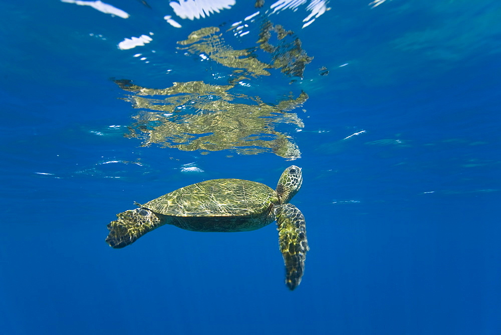 Adult green sea turtle (Chelonia mydas) in the protected marine sanctuary at Honolua Bay on the northwest side of the island of Maui, Hawaii, USA