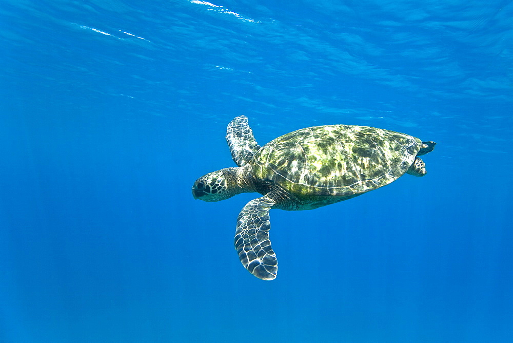 Adult green sea turtle (Chelonia mydas) in the protected marine sanctuary at Honolua Bay on the northwest side of the island of Maui, Hawaii, USA