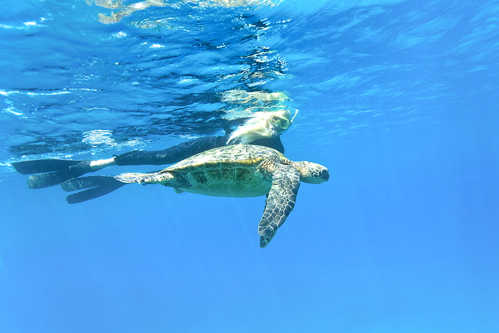 Adult green sea turtle (Chelonia mydas) in the protected marine sanctuary at Honolua Bay on the northwest side of the island of Maui, Hawaii, USA