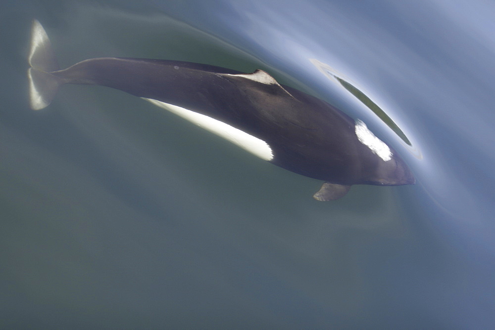 Adult Dall's porpoise (Phocoenoides dalli) surfacing in Chatham Strait, Southeast Alaska, USA