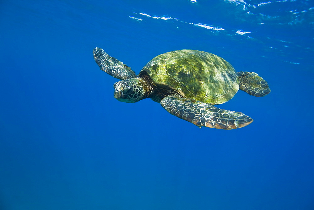 Adult green sea turtle (Chelonia mydas) in the protected marine sanctuary at Honolua Bay on the northwest side of the island of Maui, Hawaii, USA